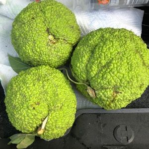 Hedge apples- fresh